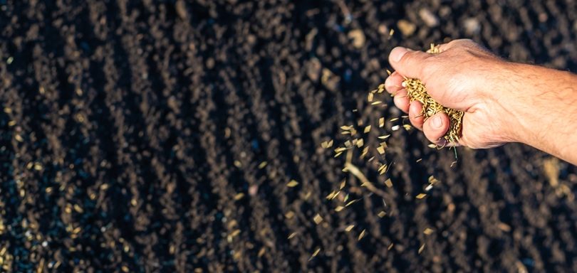 Sowing seeds while it is raining