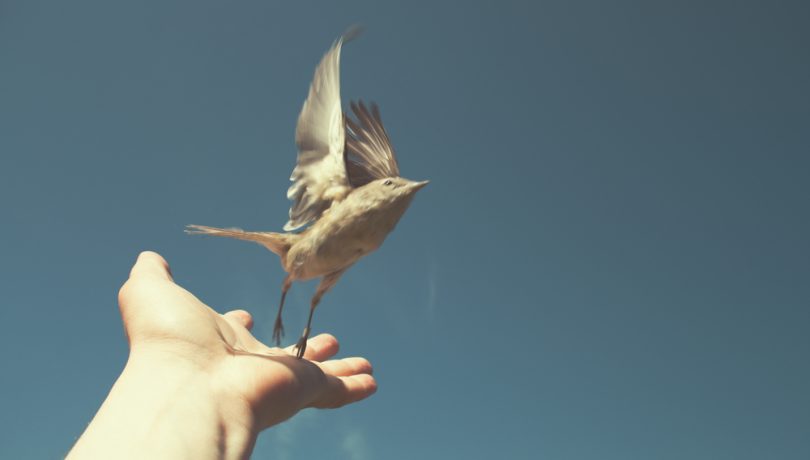 Flying high